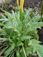Mohn_0015.webp