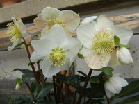 CIMG4291.webp