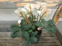 CIMG4288.webp