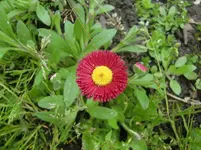 CIMG1233.webp
