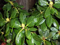 SAM_2731.webp