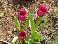002.webp