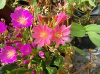 CIMG8006.webp