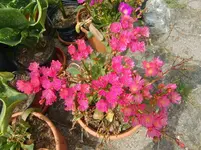 CIMG8001.webp