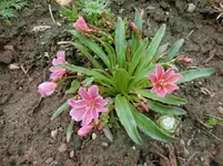 CIMG1208.webp