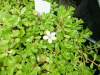 CIMG0744.webp