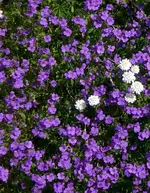 CIMG1175_Blaukissen.webp