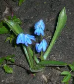 CIMG0876_Blausternchen.webp