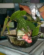 Cimg4384_Begonie.webp