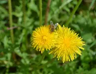DSC_0046_Butterblume.webp