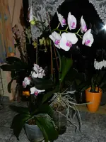 Meine Orchideen_0006.webp