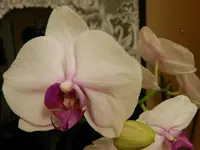 Meine Orchideen_0015.webp