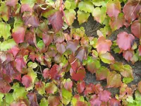 Bild 2423.webp