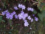 2011_0406Frühling0004.jpg