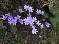 2011_0406Frühling0004.webp