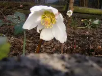 Christrose1.webp