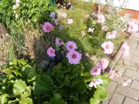 Cosmea1.webp