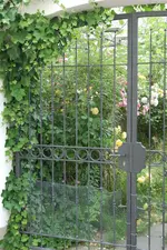 schön17.webp