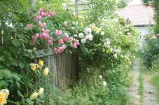schön16.webp