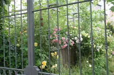 schön15.webp
