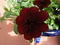 Schokoladenkosmee1.webp