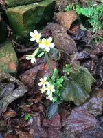 G_Erste_Schlüsselblume_iphone5s_01.2014_mr.ditschy.webp