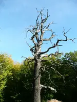 Baum.webp