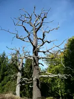 Baum2.webp