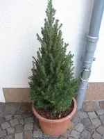 001.webp