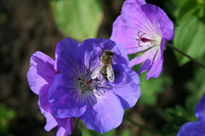 rozanne mit Biene.webp