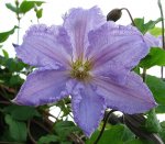 Clematis blue angel.jpg