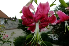 DSCF1515.webp