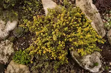 Zitronenthymian-1.webp