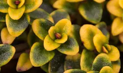Zitronenthymian-2.webp