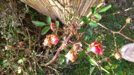 DSC_1332.webp