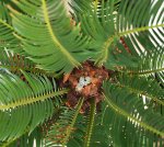 P8027818_Cycas_neue_Blatter.jpg