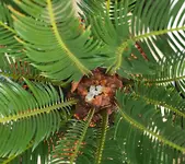 P8027818_Cycas_neue_Blatter.webp