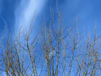 CIMG6497.webp