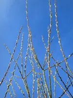 CIMG6498.webp