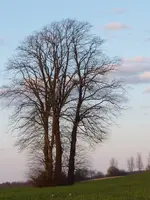 Bäume.webp