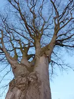 Bäume1.webp