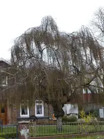 Bäume4.webp