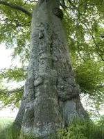 Bäume13.webp
