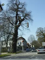 Bäume5.webp