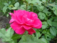 DSC00002.webp