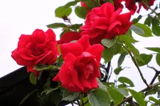 DSC00004.webp
