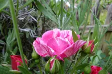 DSC00005.webp