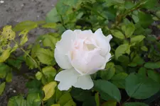 DSC00011.webp
