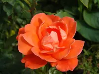 DSC00337.webp