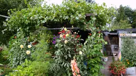 DSC00346.webp